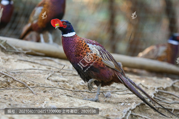 野雞