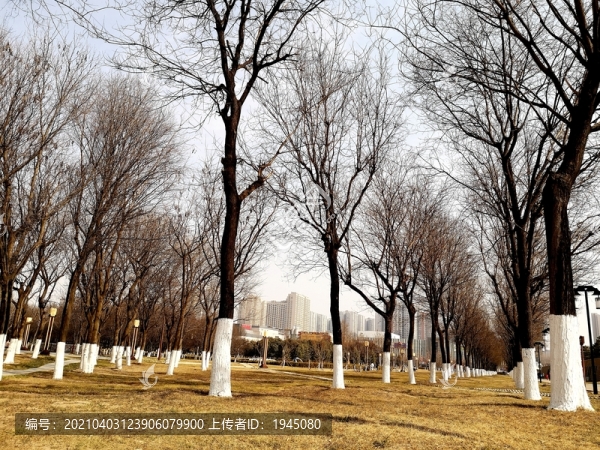 冬季的公園樹林