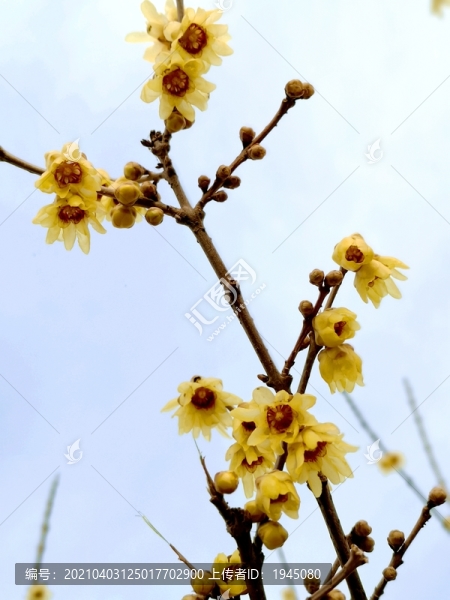 梅枝