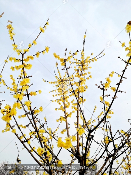 梅花樹