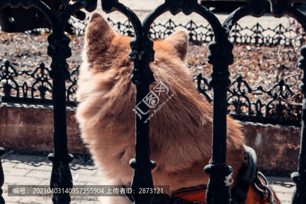 小狗