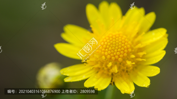 野菊花