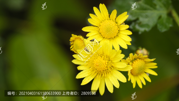 野菊花