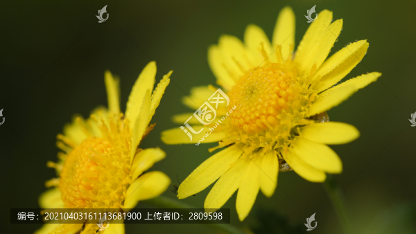 野菊花