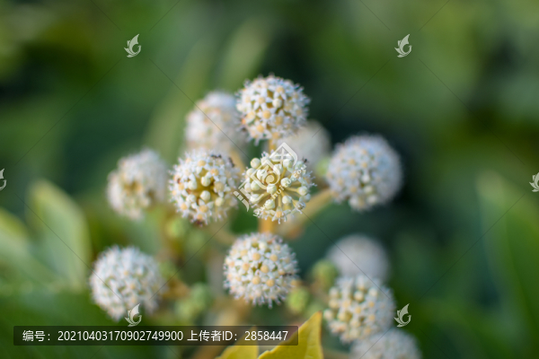 結(jié)香花