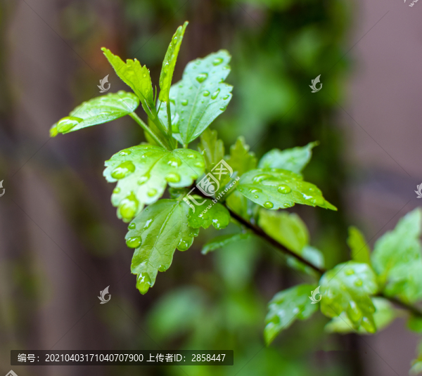 樹葉上的雨水