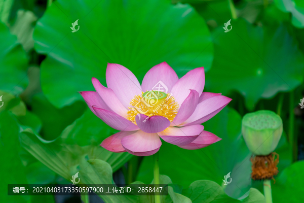荷花