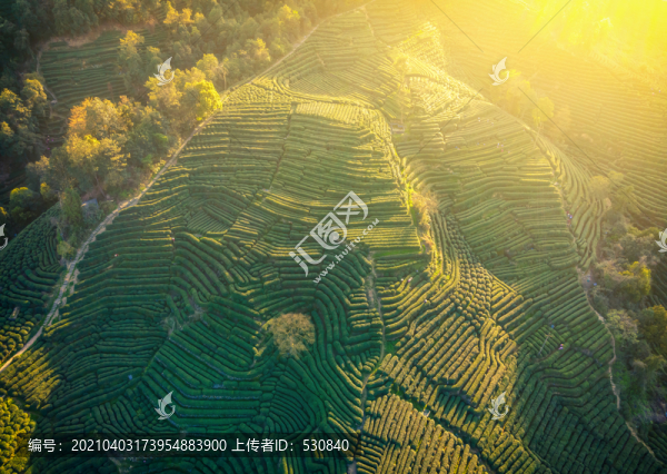 航拍杭州西湖龍井茶山