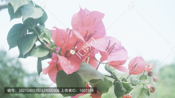 三角梅