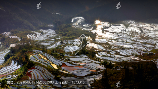 云南元陽梯田