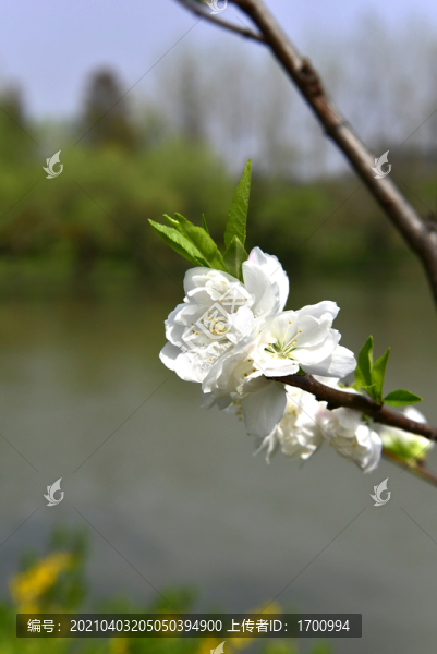 白色李花