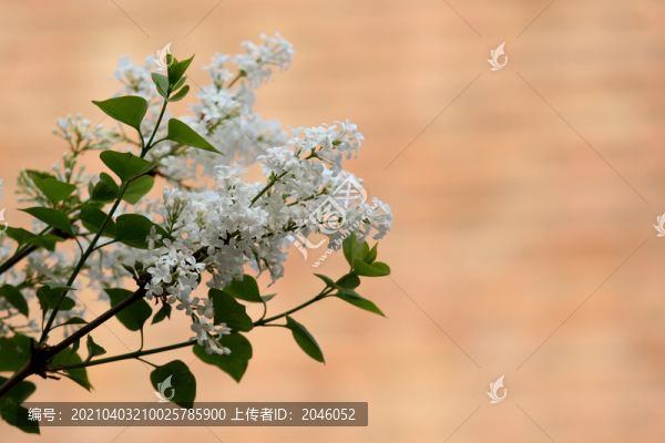 丁香花