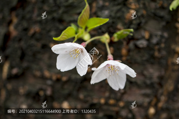 櫻花