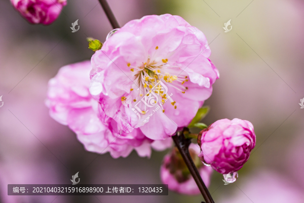 碧桃