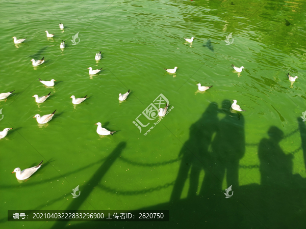 綠湖白鴿