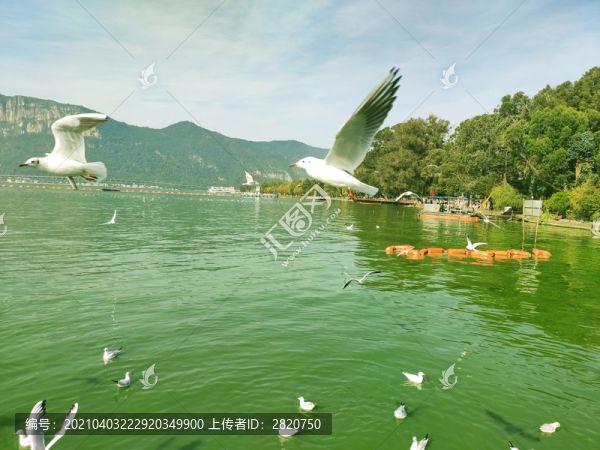 綠湖白鴿