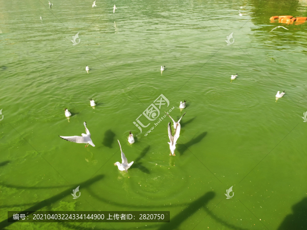 綠湖白鴿