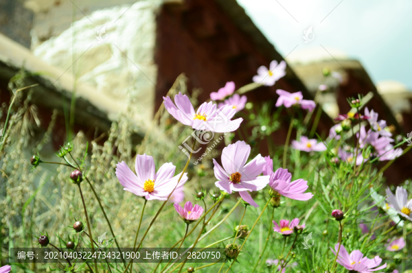 粉花綠草