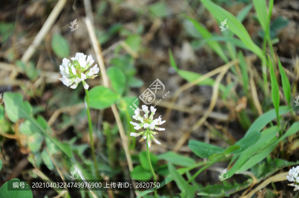 白花綠草