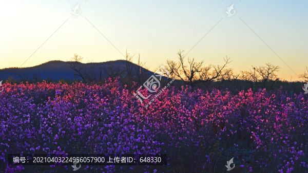 映山紅