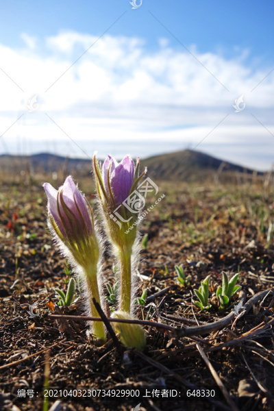 耗子花