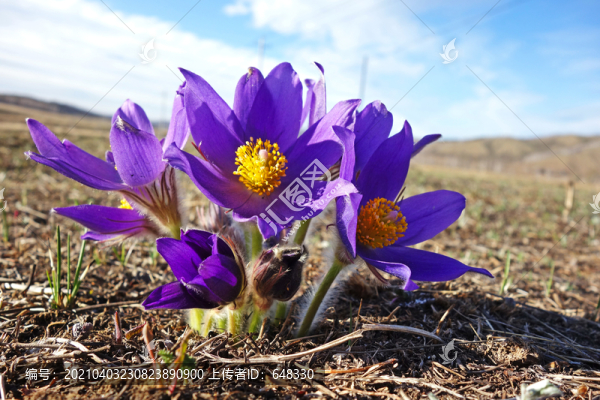 耗子花