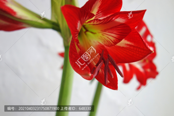 朱頂紅