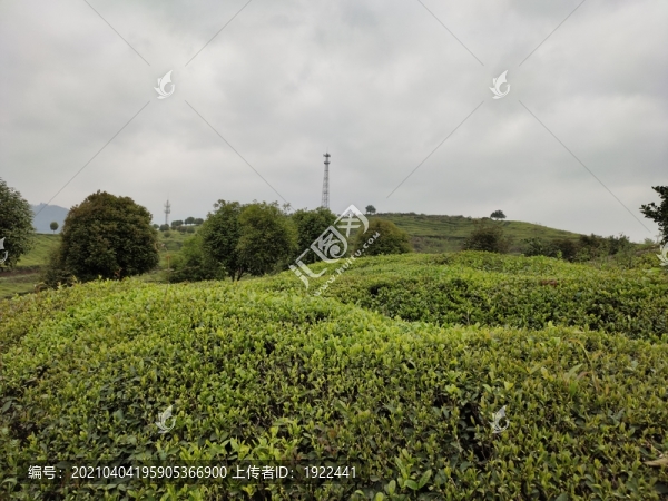 茶園背景
