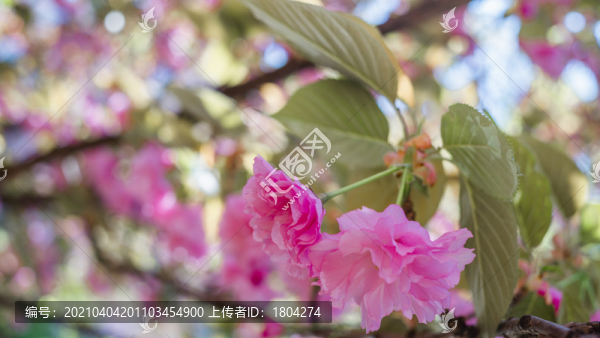 晚櫻花