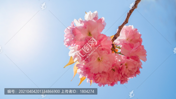 晚櫻花
