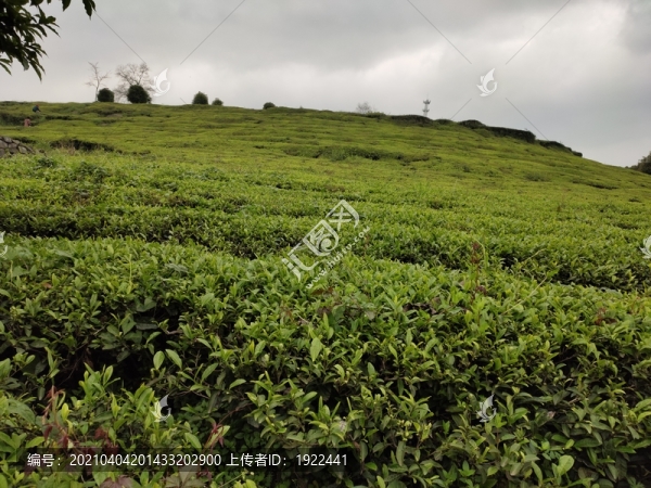 一望無際的茶樹