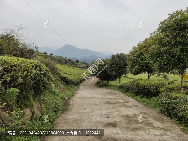 茶園與公路