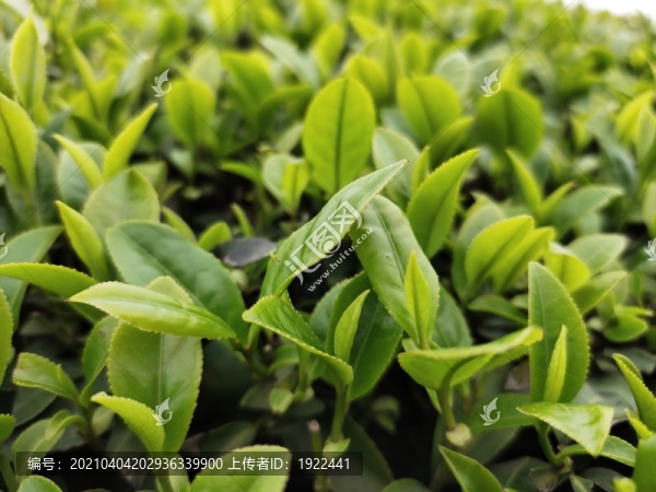 茶葉
