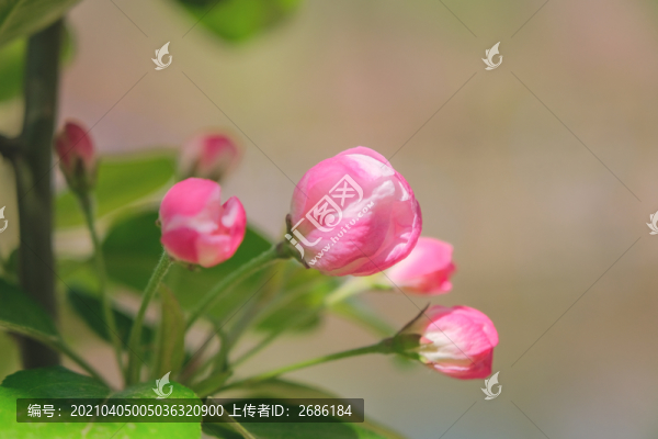 海棠花