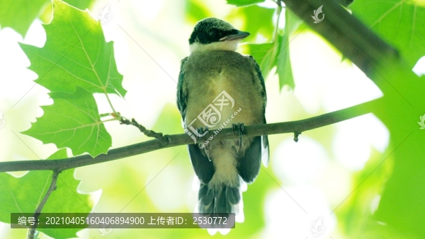 灰喜鵲雛鳥