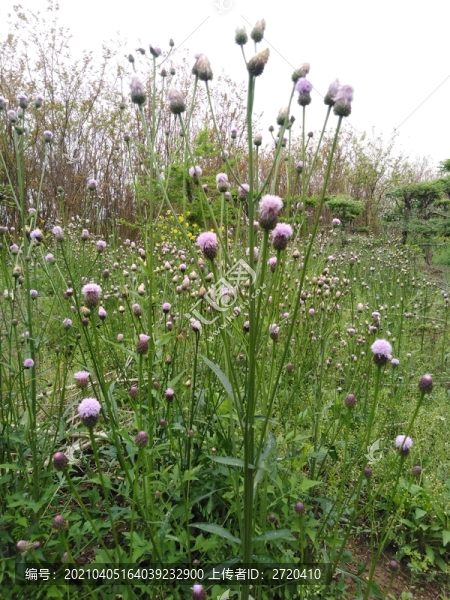 麻花頭