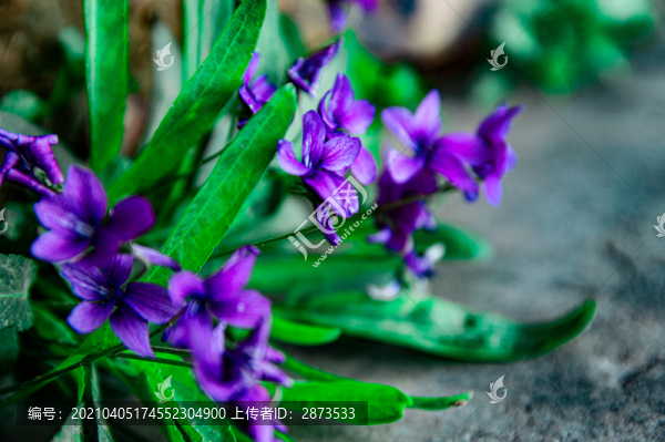紫花地丁