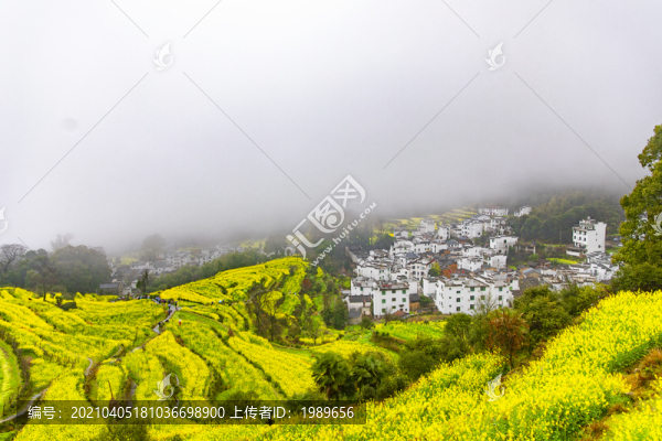 江嶺油菜花