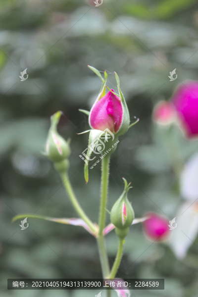 玫瑰花蕾