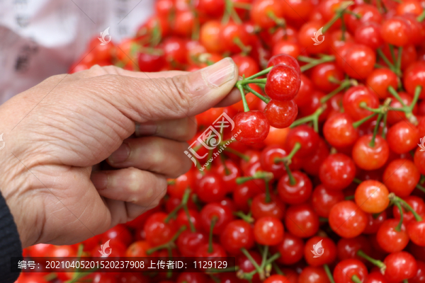 櫻桃