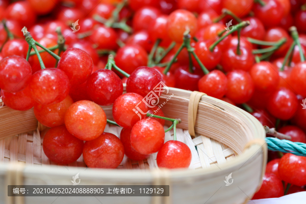 櫻桃