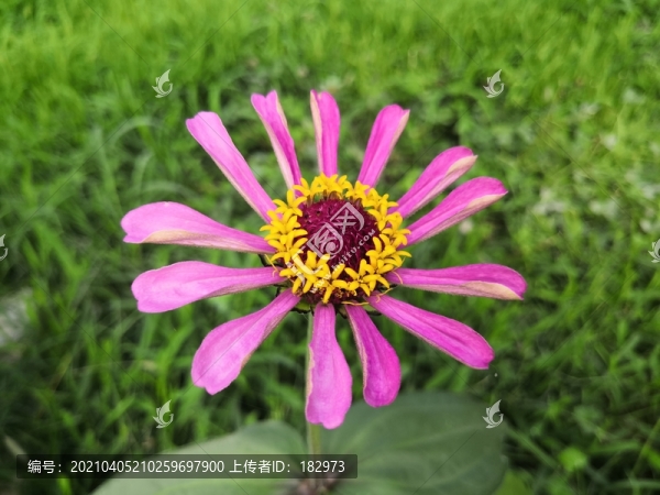 百日菊