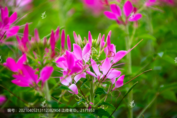 蝴蝶花