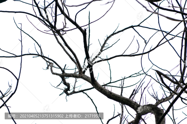 樹枝