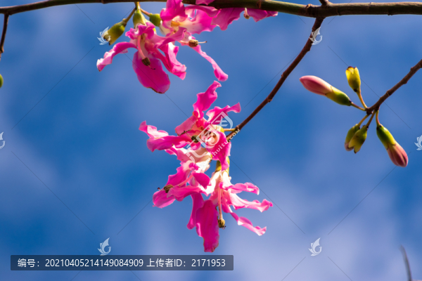 木棉花