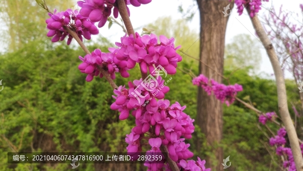 鮮艷豆莢