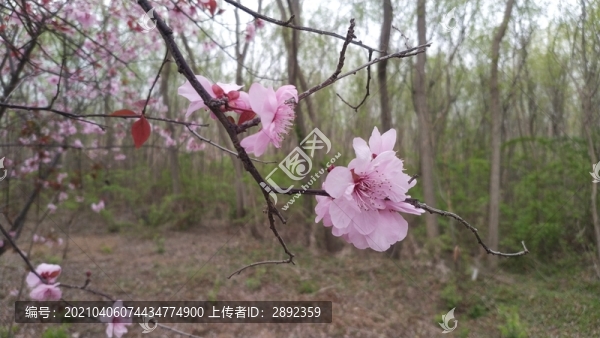 紫葉桃花