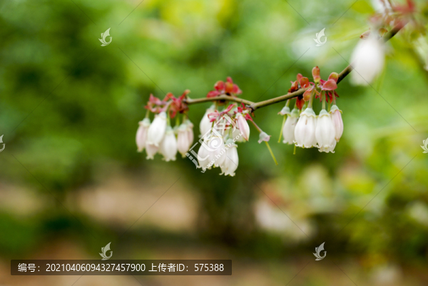 藍(lán)莓花