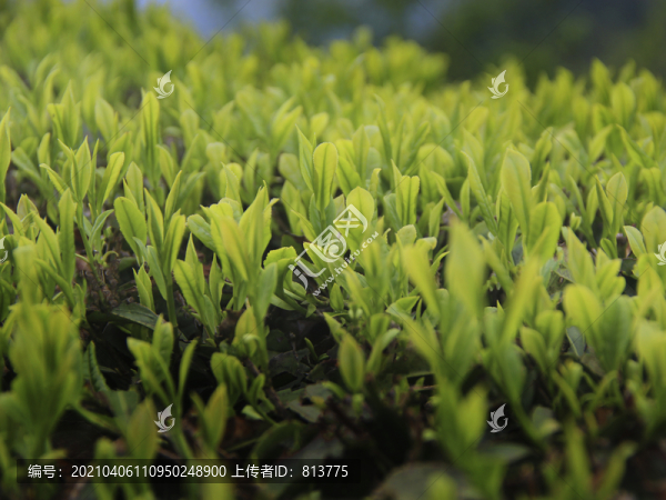 明前茶拍攝