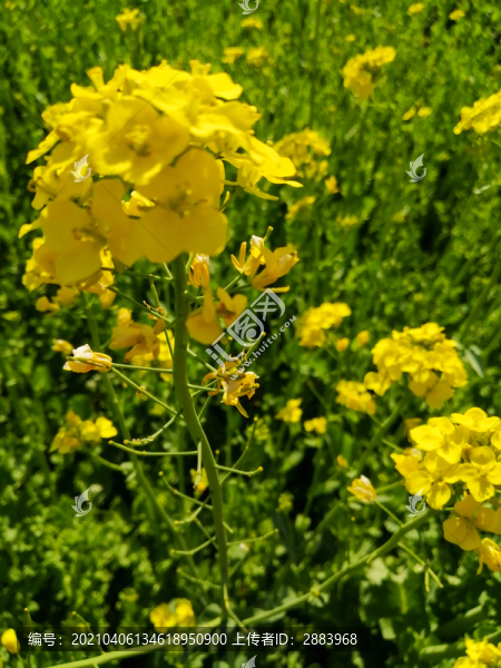 田園里的油菜花